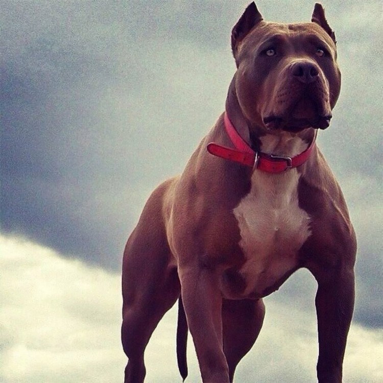 Американский питбультерьер породы собак