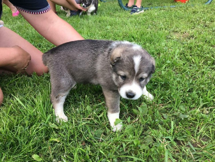 Помесь хаски и алабая