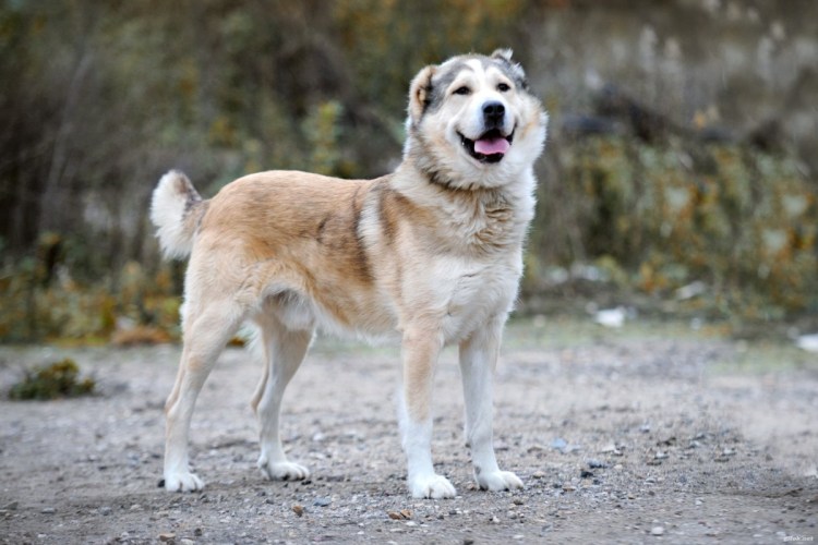 Метис хаски и алабая