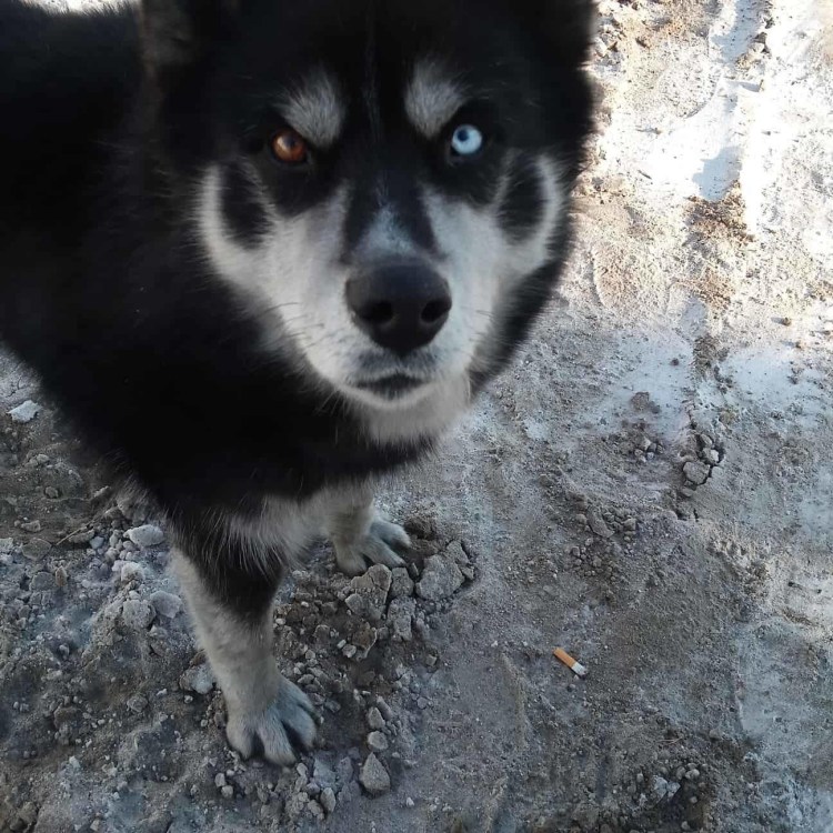 Алабай с лайкой