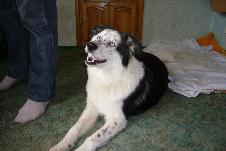 Метис хаски и лайки и лабрадора