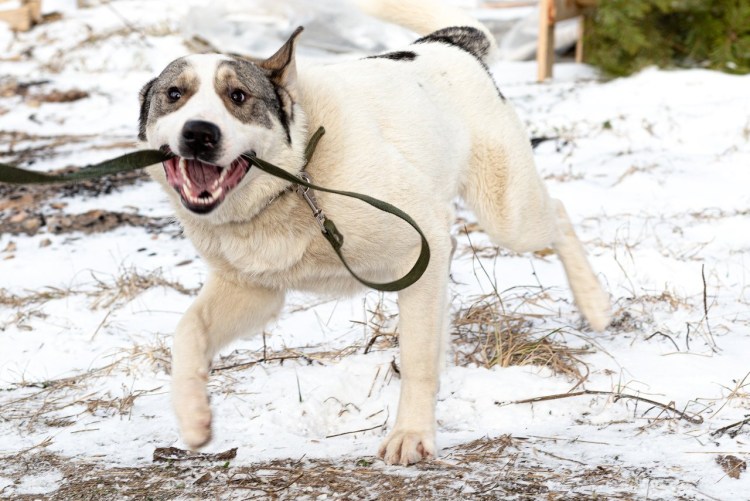 Метис хаски и алабая
