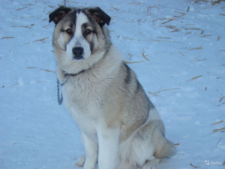 Метисы алабай собака