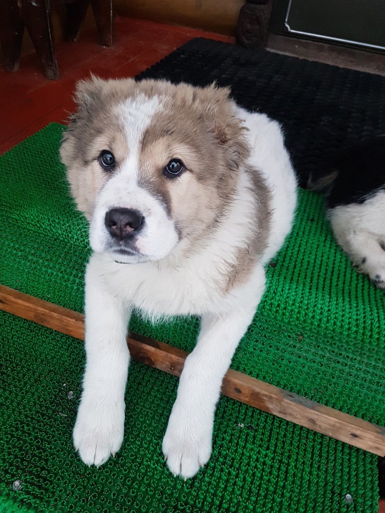 Маламут алабай метис