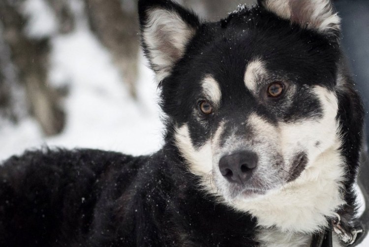 Метис хаски и алабая