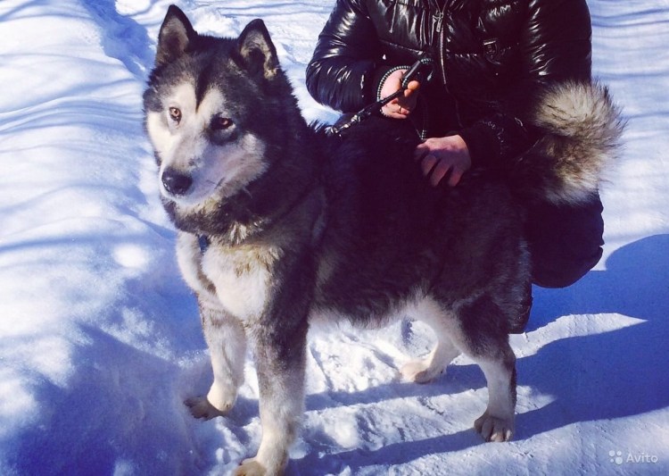 Алабай и хаски помесь