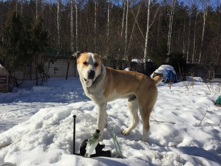 Смесь хаски и кавказца