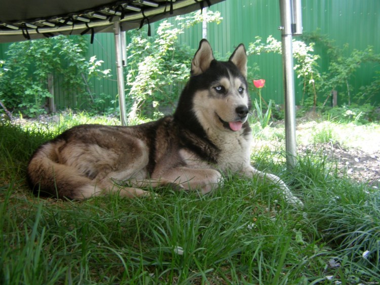 Метис хаски алабай