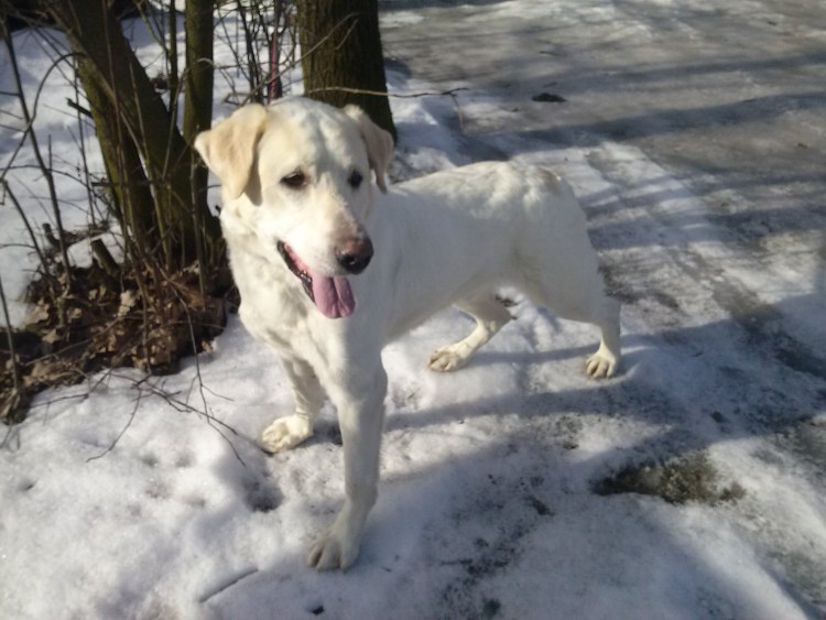 Смесь волка и алабая фото