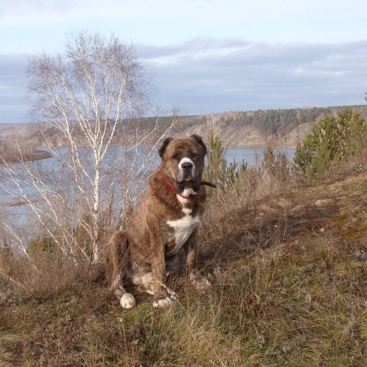 Метис хаски и алабая