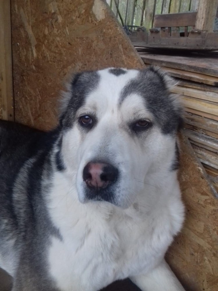 Метис хаски алабай