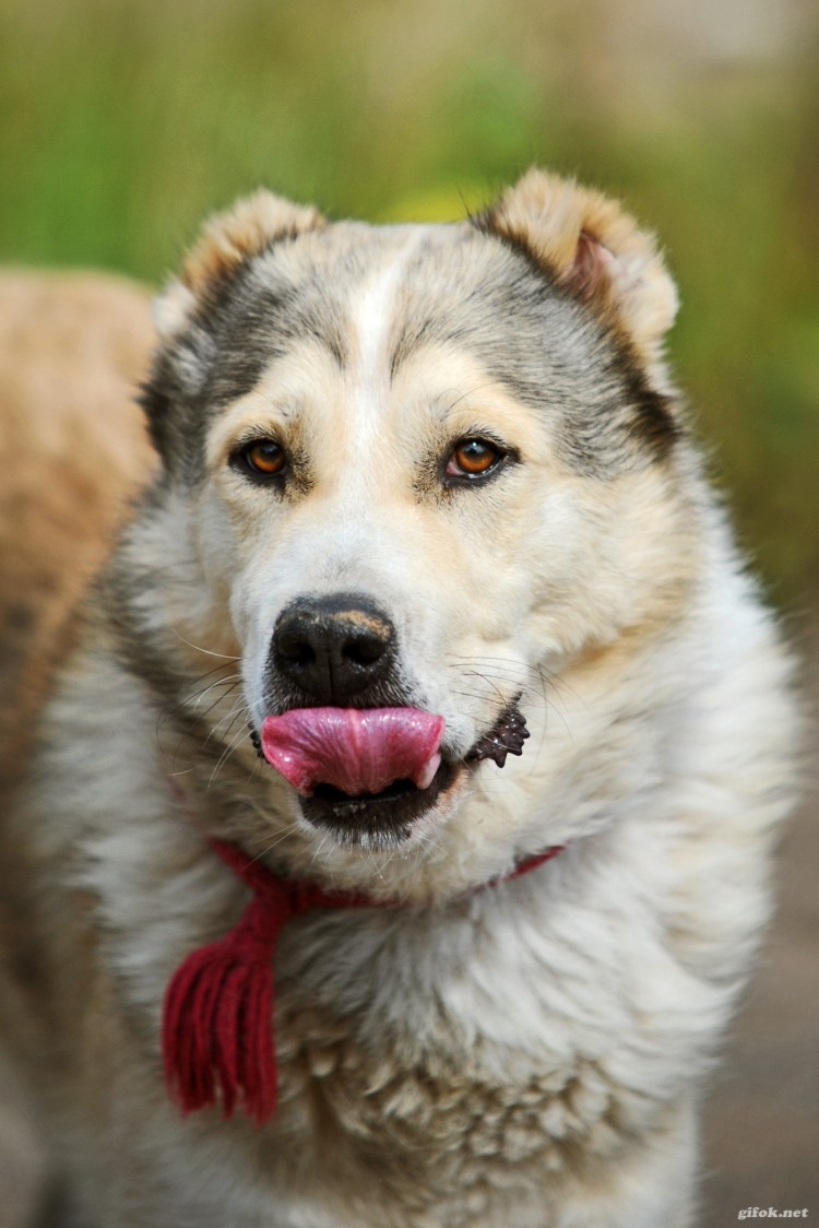Помесь хаски и алабая