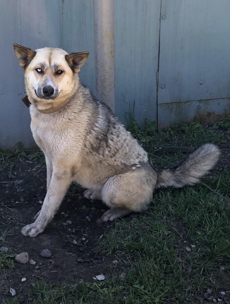 Алабай смесь с дворнягой