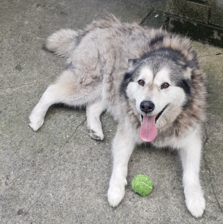 Метис хаски и алабая