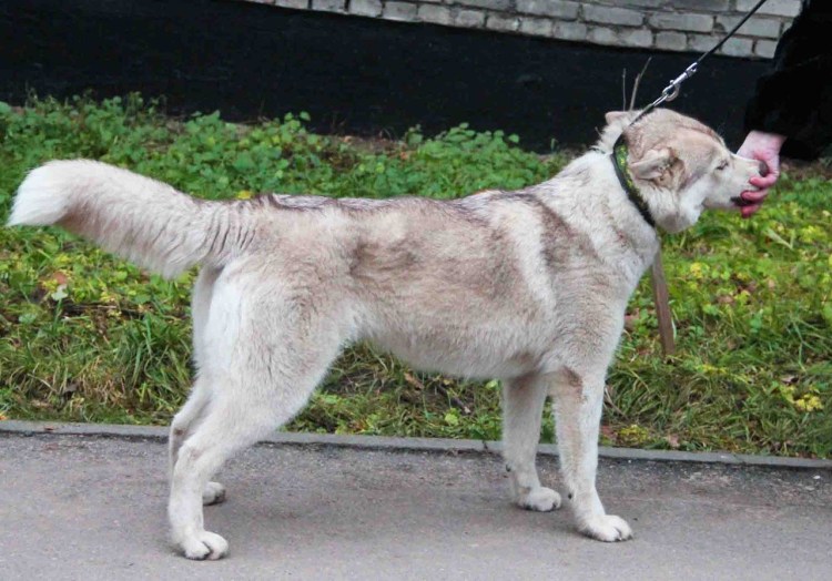 Алабай с лайкой