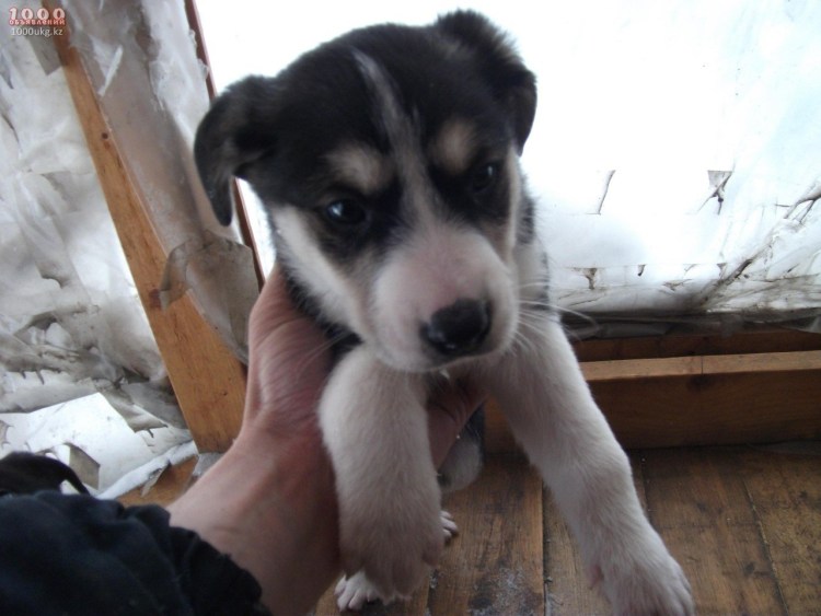 Алабай и хаски помесь