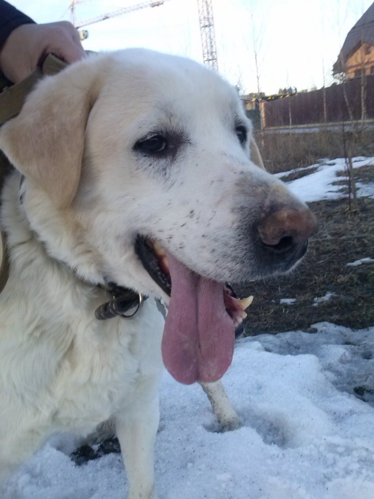 Метис хаски алабай