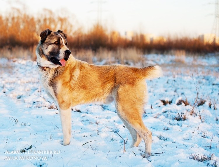 Помесь хаски и алабая