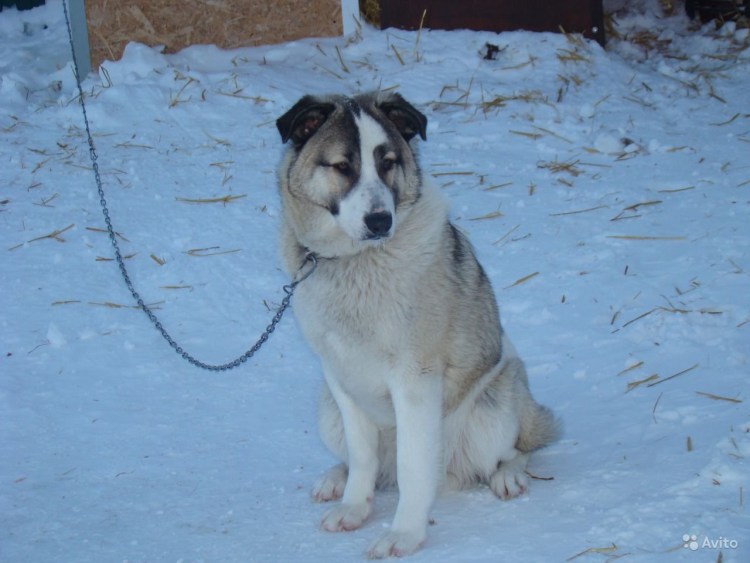 Метис хаски и алабая