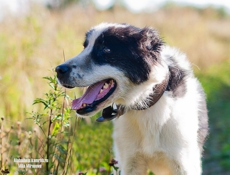 Метис хаски алабай