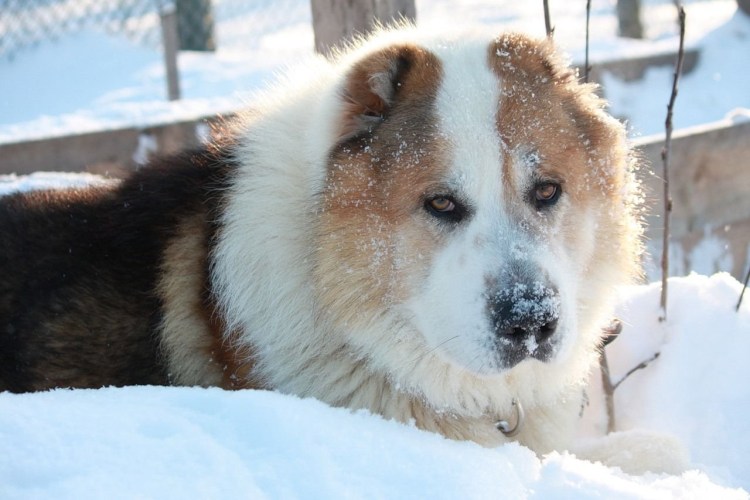 Порода собак метис хаски