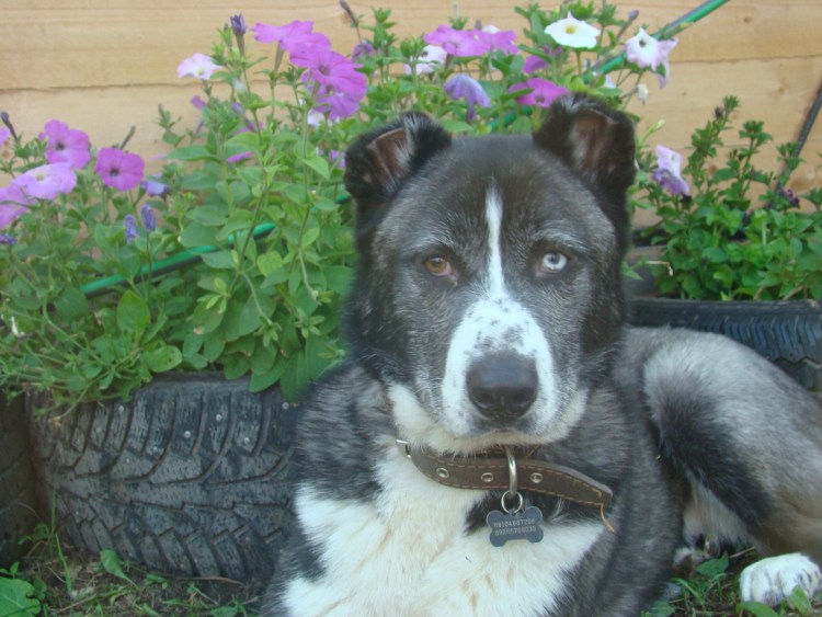 Помесь алабая