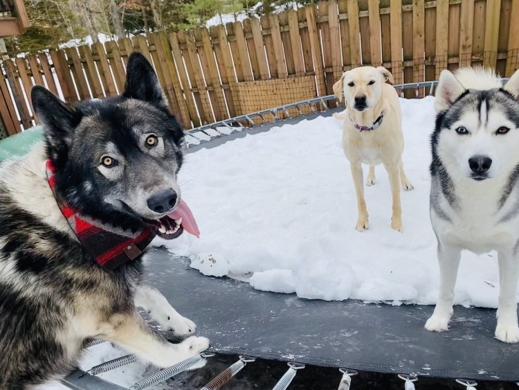 Метис алабая и лайки