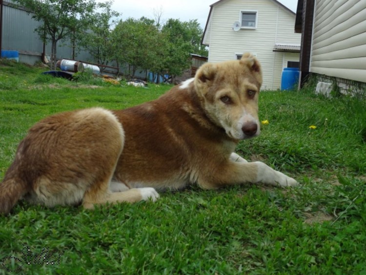 Метис хаски алабай