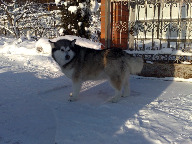 Смесь волка и алабая