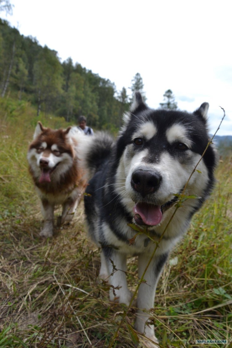 Алабай лайка смесь