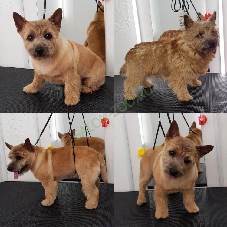 Груминг тримминг Норвич терьер