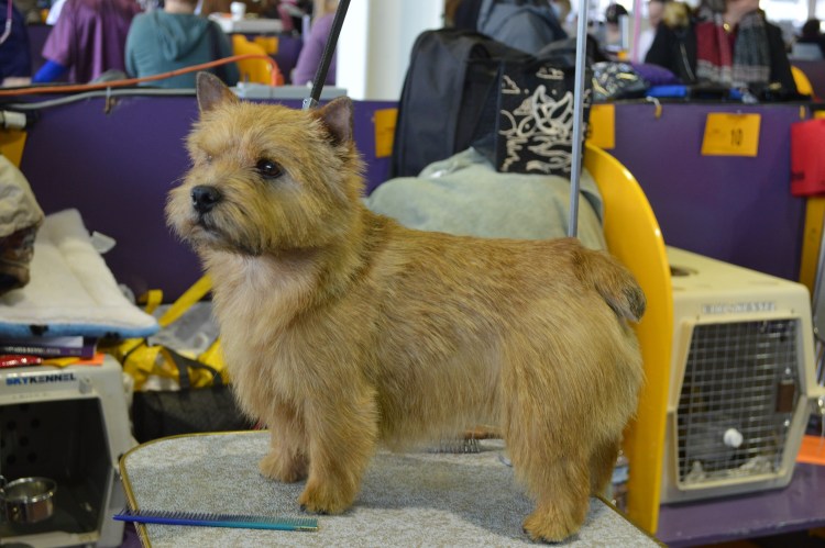 Груминг тримминг Норвич терьер