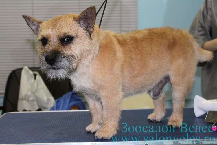 Керн-терьер тримингуют