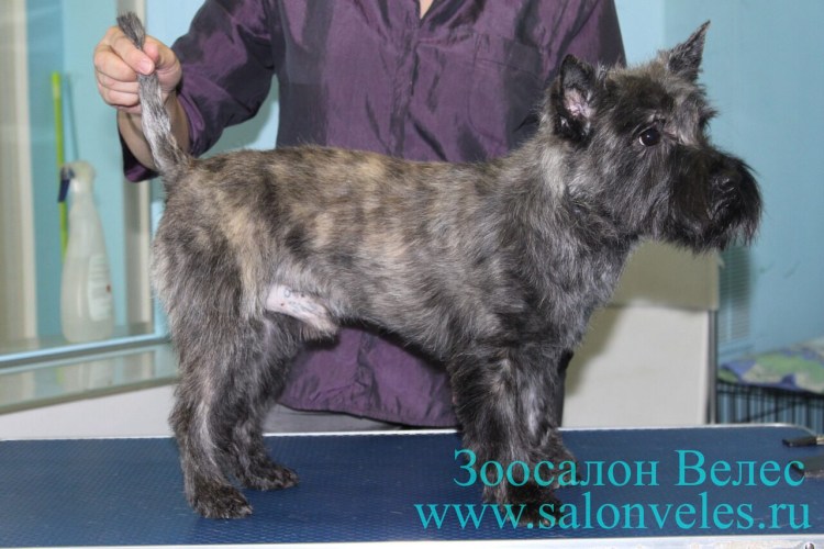 Разница Норвич терьера и Керн терьера