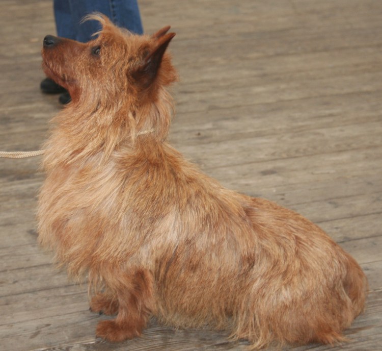 Керн-терьер Тотошка