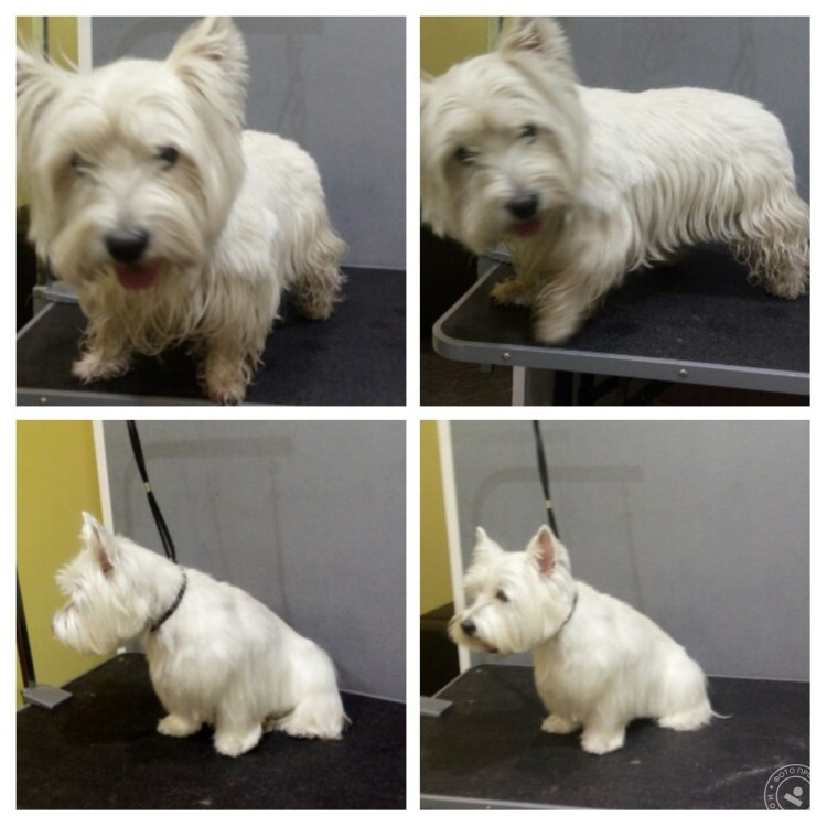 Норвич терьер стандарт породы FCI