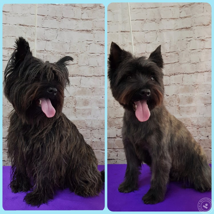 Миттельшнауцер рост в холке