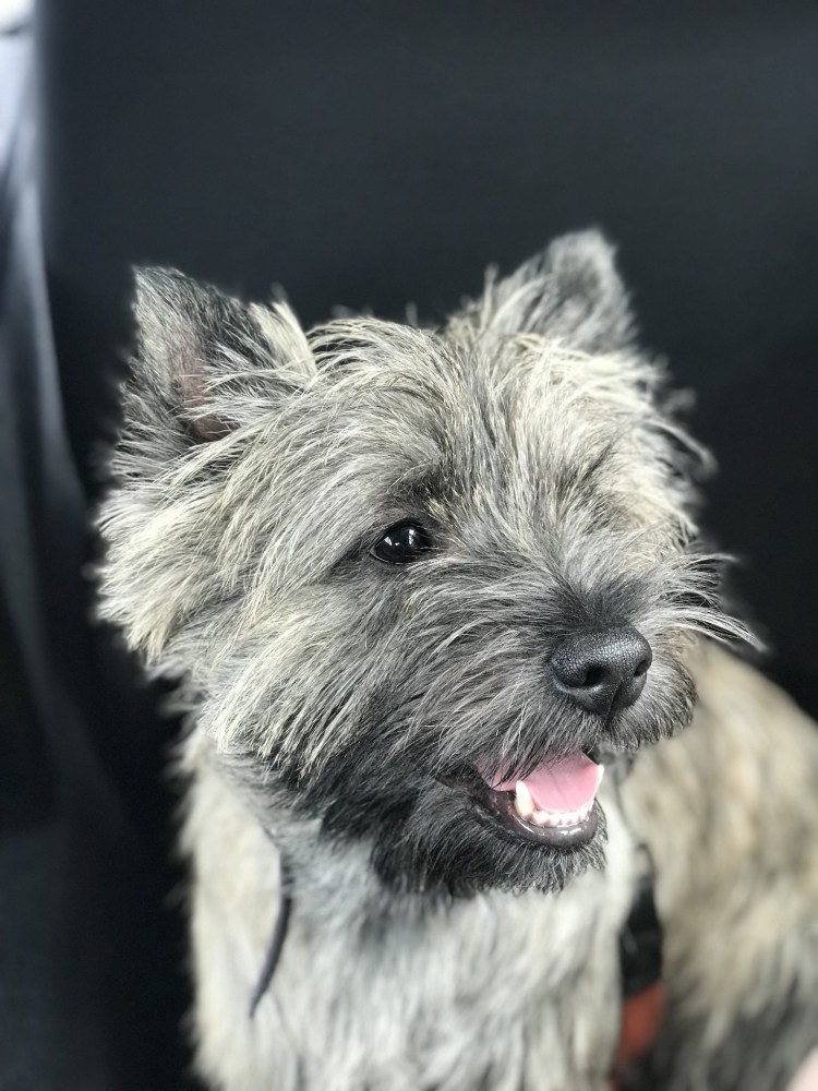 Норфолк терьер подстриженный