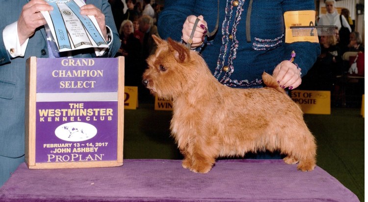 Норвич терьер груминг схема для выставки