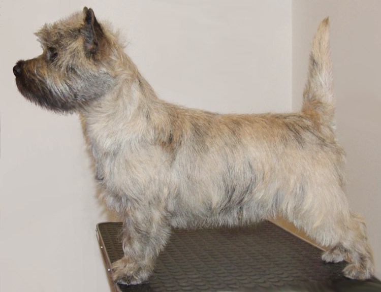 Тримминг австралийского терьера