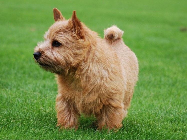 Керн терьер груминг