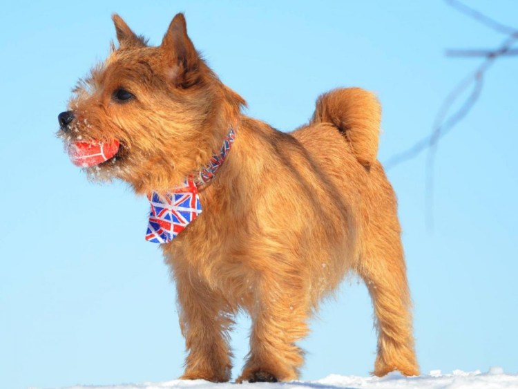 Порода Норвич терьер