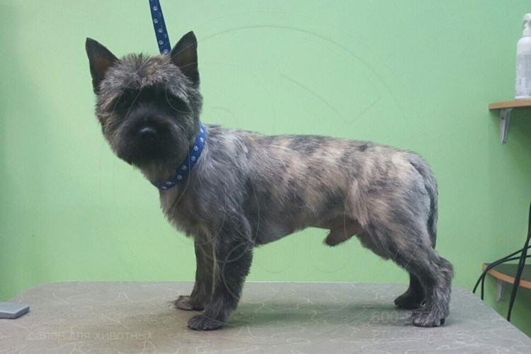 Норвич и Керн терьер