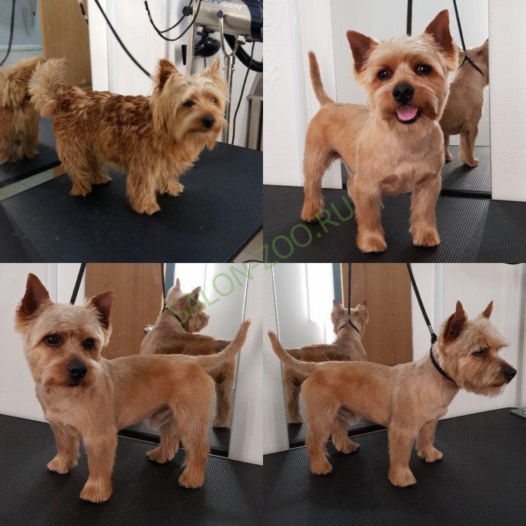 Уайт терьер тримминг