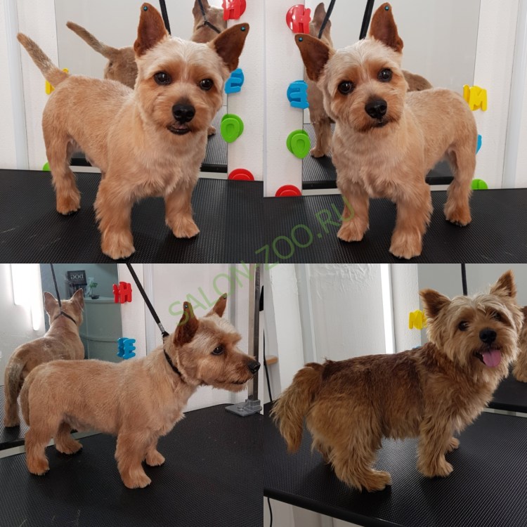 Тримминг собак Норвич терьер
