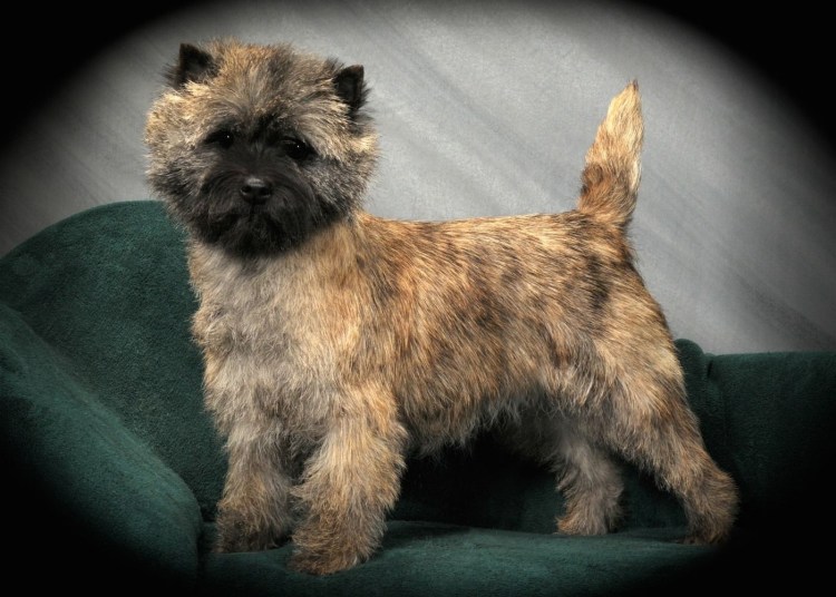 Норвич терьер клеймо eks  147