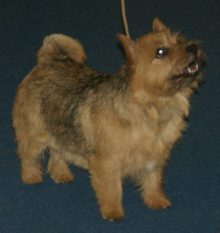 Австралийский терьер даром