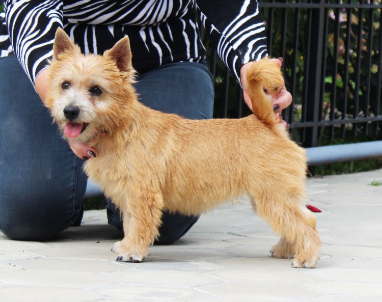 Норвич и Керн терьер