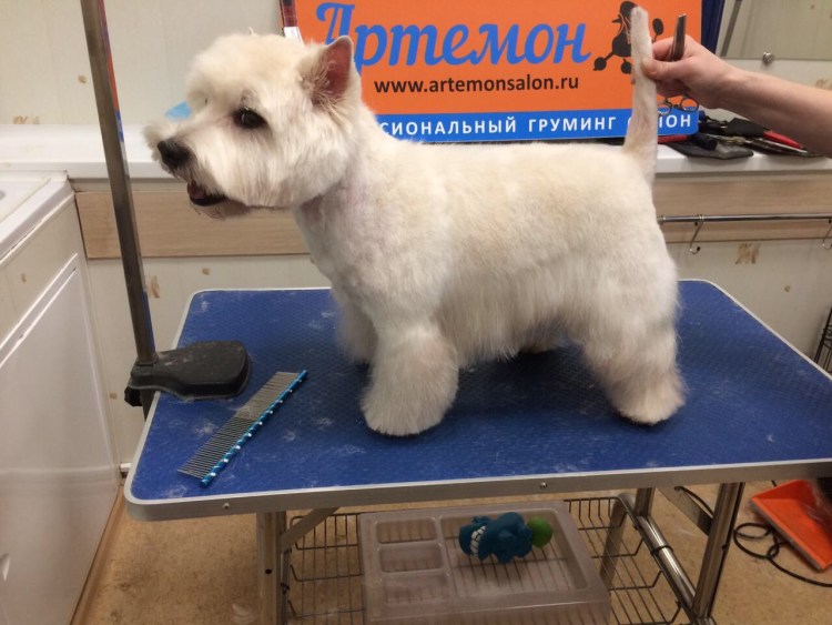 Керн терьер тигровый