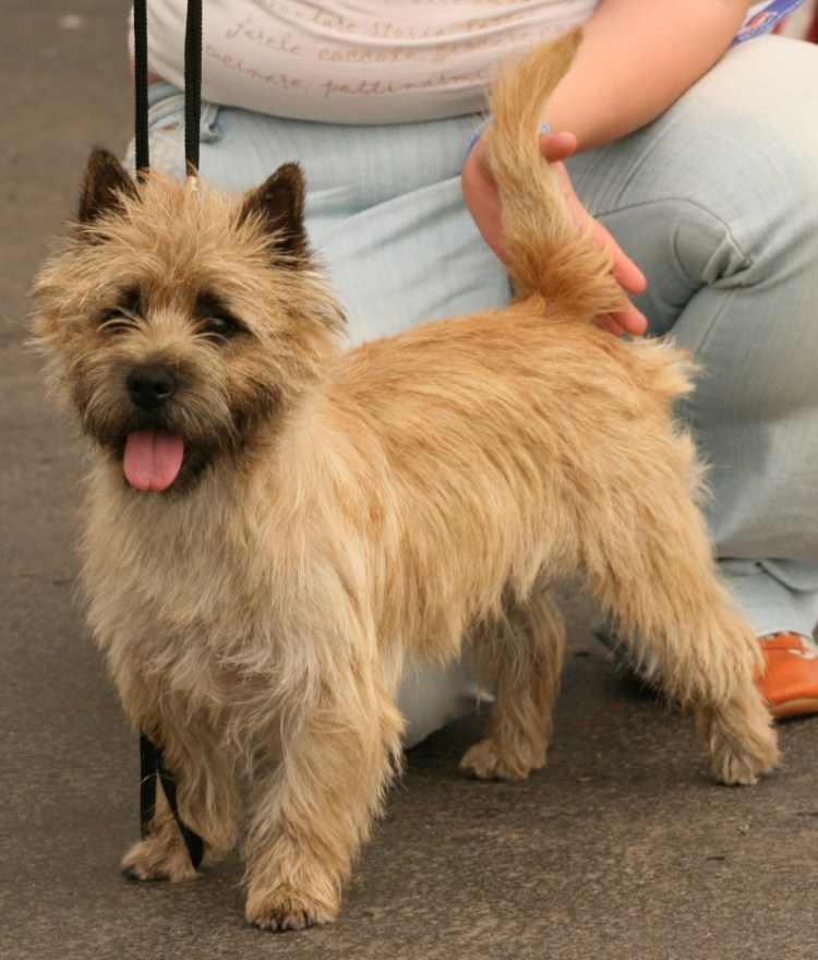 Норфолк терьер тримминг